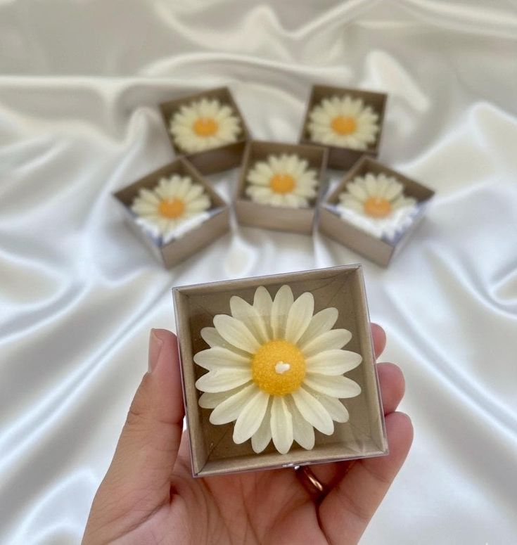 soft daisy flame soft daisy flame